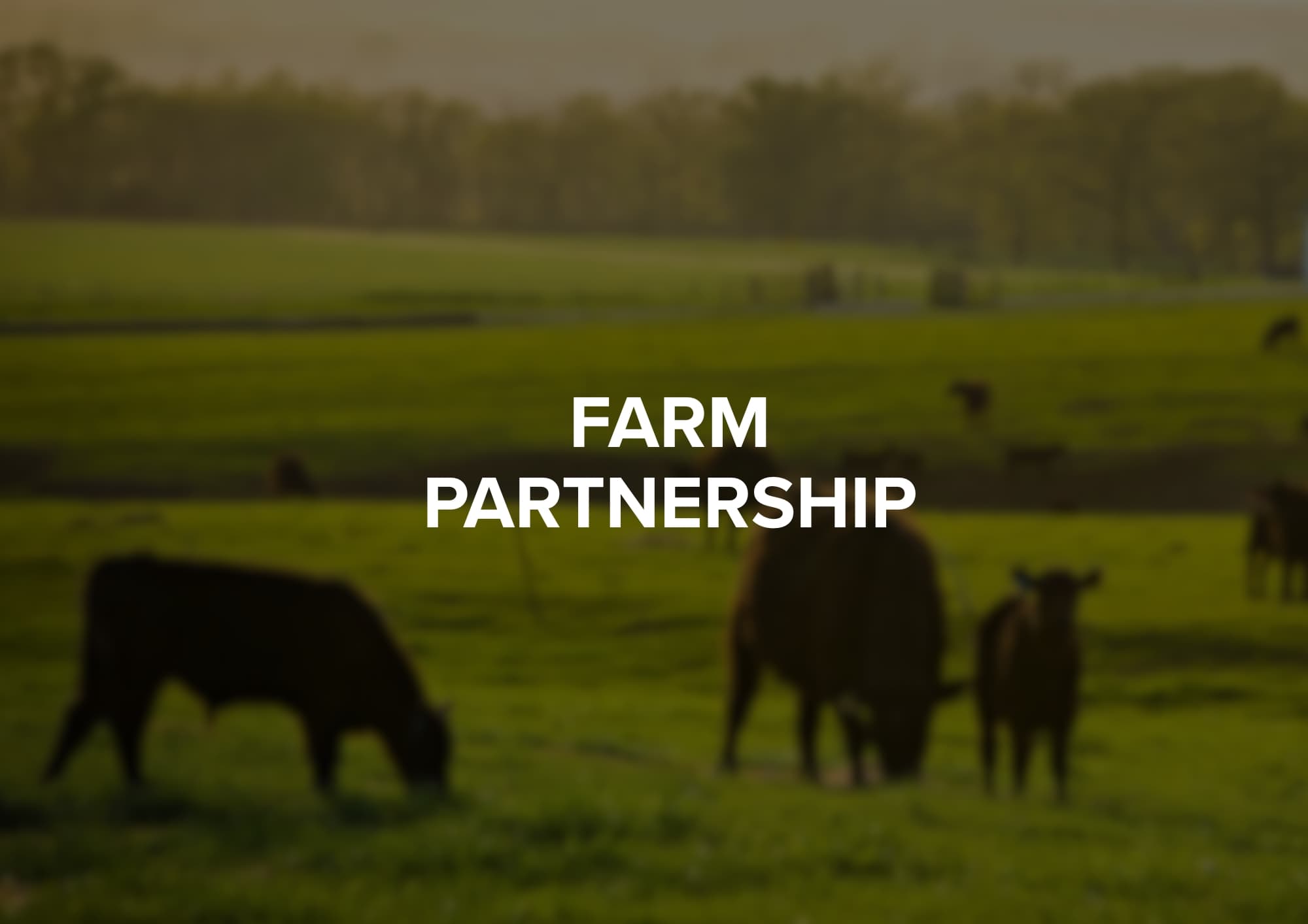 How Ecosave Helped a Farm Owner Close Energy Accounts Stress-Free and Save Money